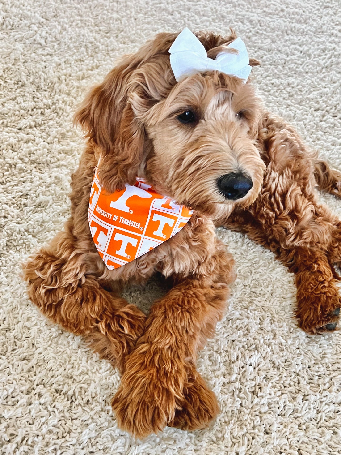 College Teams Bandanas