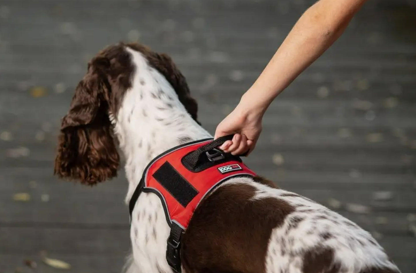 Multi-Purpose Dog Harness