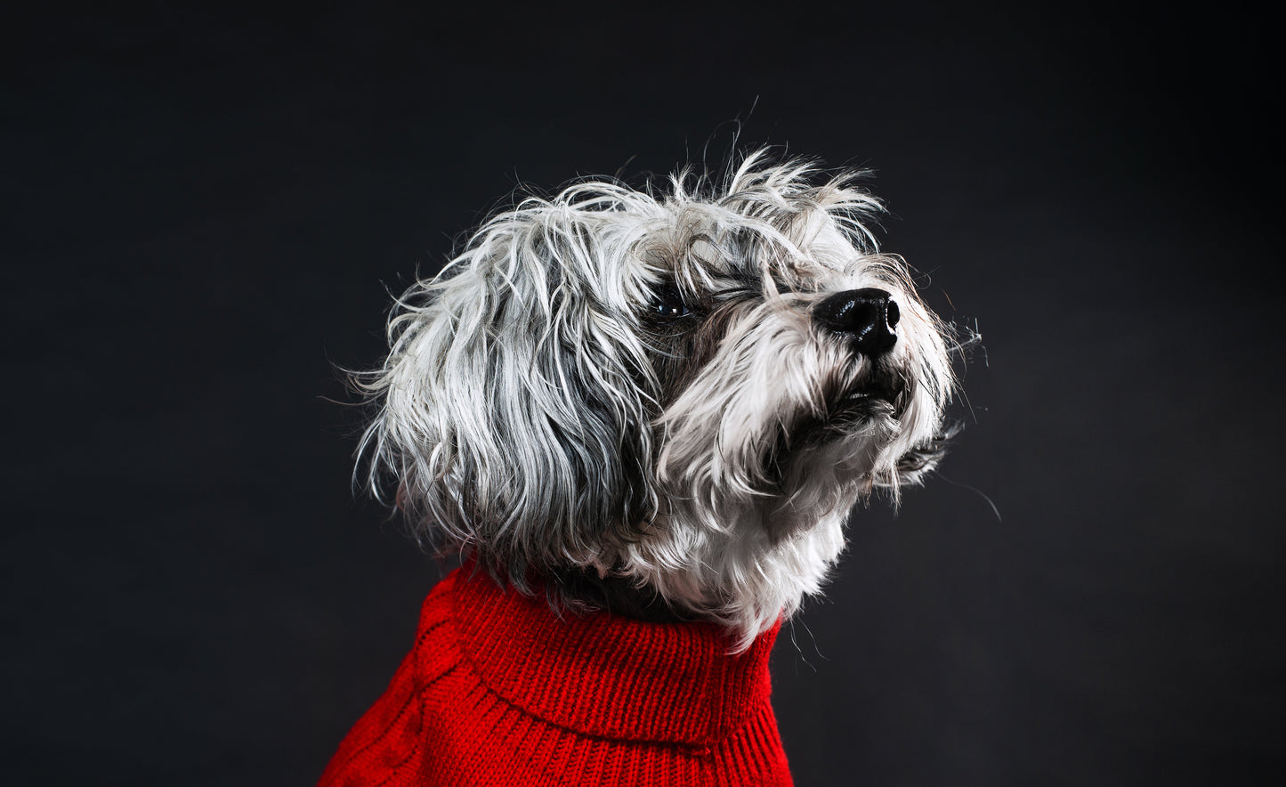 LaVa` Pooch Boutique Gift Card